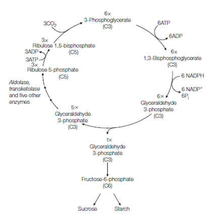 Photosythesis dark reaction